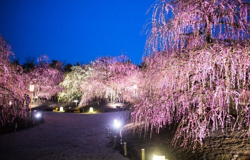 🌸 스즈카 숲 정원(스즈카노모리테이엔) 이미지 8